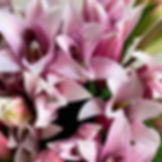 Oriental Lily Flower Pink in Bulk. Filler Flower Wholesale for DIY Florists.