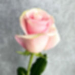 Roses Pink Peach Wholesale. Nena Rose Flower