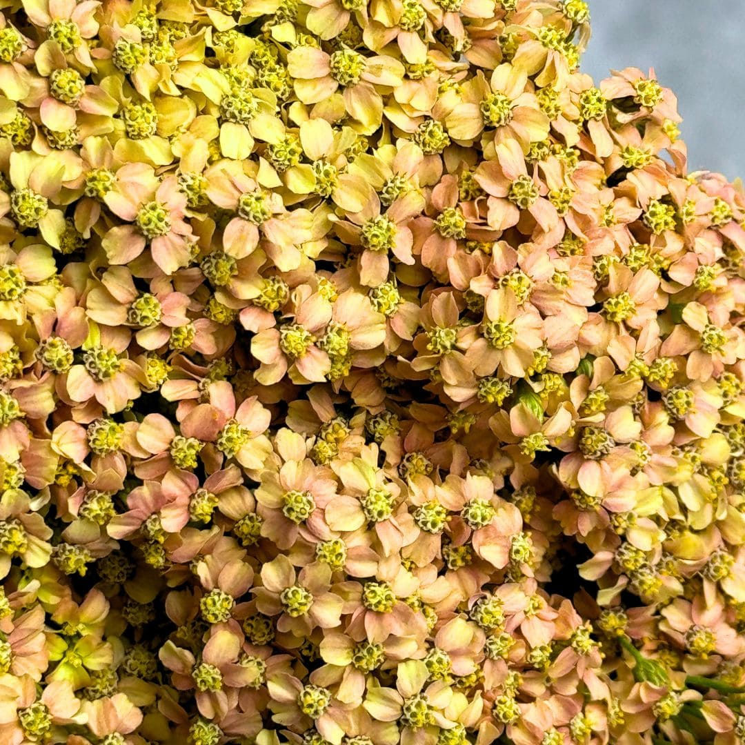 Yarrow, Achillea Flower Peach in Bulk. Filler Flower Wholesale for DIY Florists.
