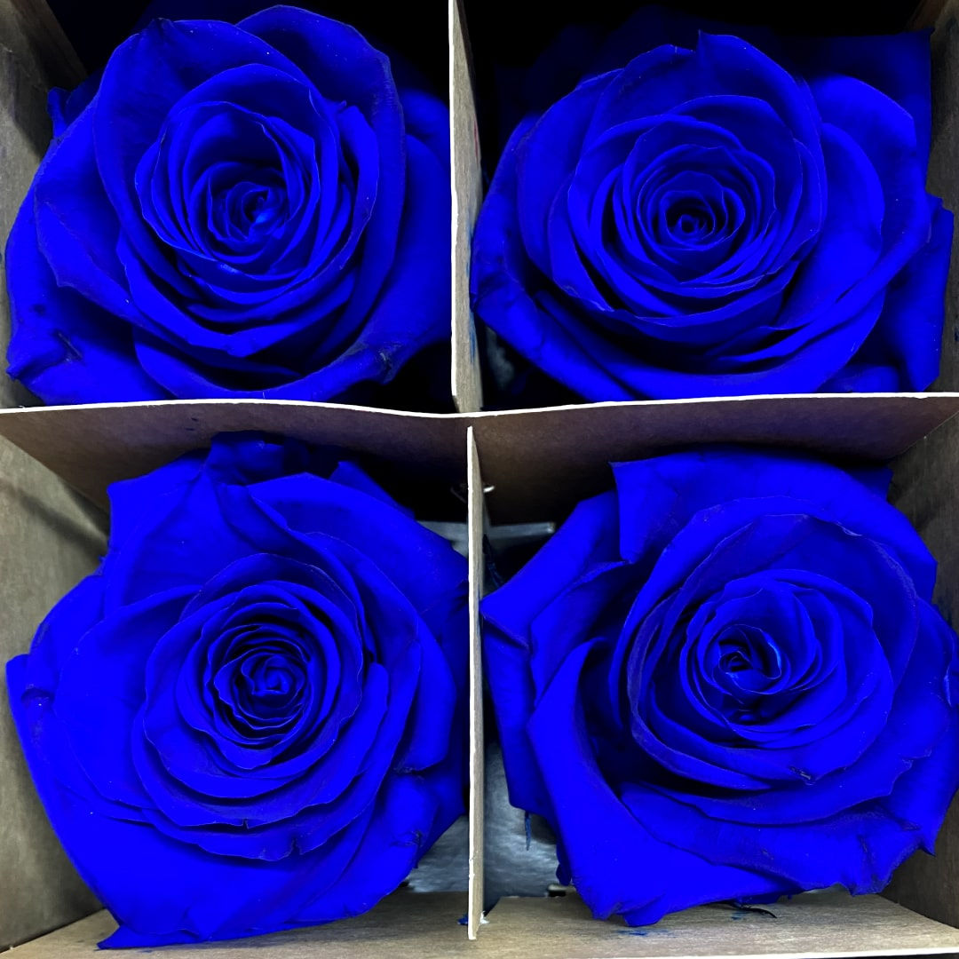 Forever Roses Royal Blue Wholesale. Royal Blue Roses PreservedForever Roses Royal Blue Wholesale. Royal Blue Roses Preserved
