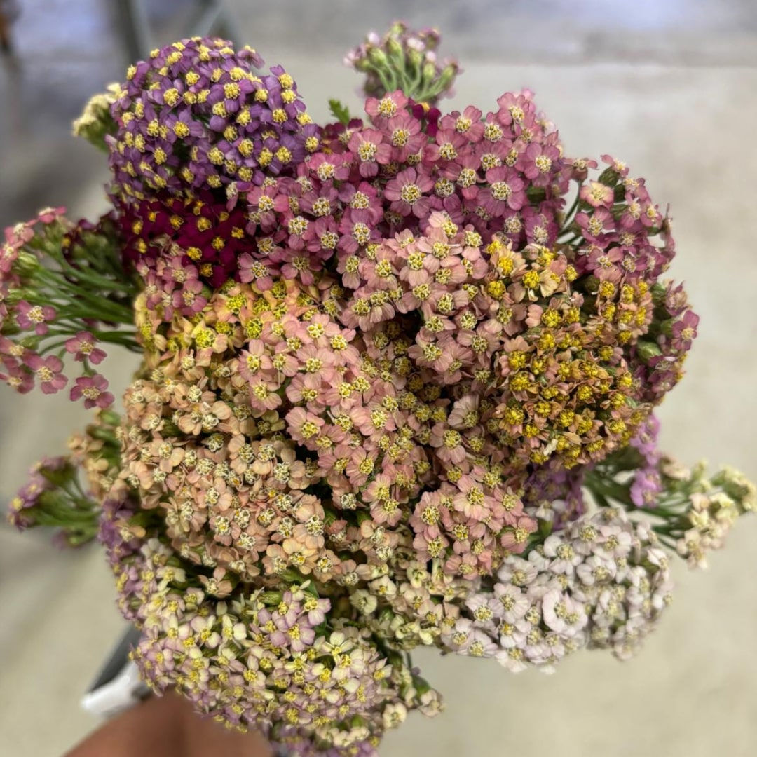 Yarrow, Achillea Flower Pastel Mix in Bulk. Filler Flower Wholesale for DIY Florists.