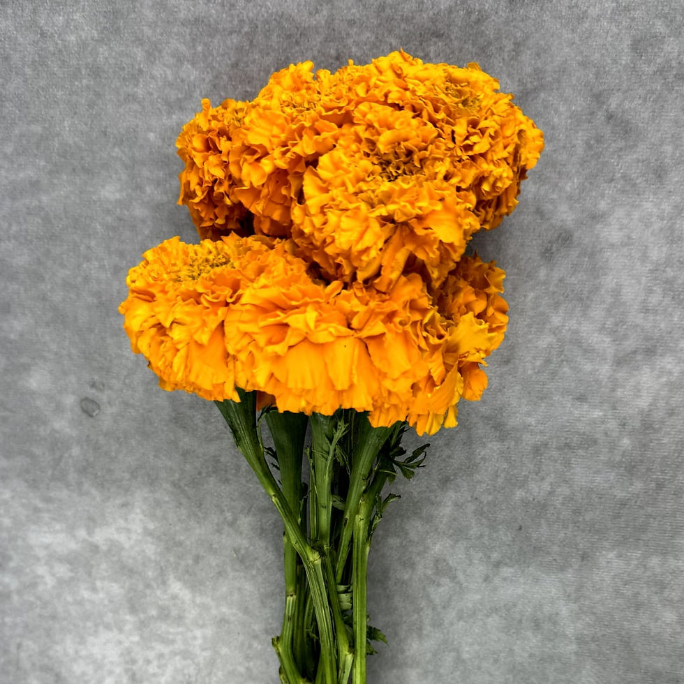 Marigold Flower Orange in Bulk. Filler Flower Wholesale for DIY Florists.
