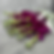 Thumbnail: Stock Flower Fuchsia in Bulk. Filler Flower Wholesale for DIY Florists.