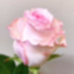 Roses Light Pink Wholesale. Mandala Rose Flower