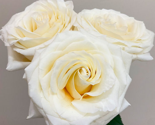 Tropical Roses Candle