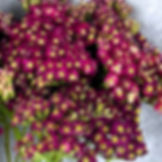 Yarrow, Achillea Flower Burgundy in Bulk. Filler Flower Wholesale for DIY Florists.