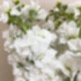 Stock Flower White in Bulk. Filler Flower Wholesale for DIY Florists.