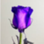 Tinted Roses Purple Wholesale. Purple Rose Flower