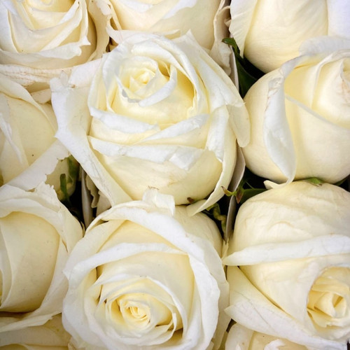 White Rose White Chocolate | TR The Flower Depot