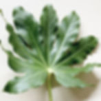 Thumbnail: Aralia Leaves in Bulk. Greenery Wholesale for DIY Florists.