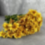 Pompom Cushion Fogata Flower Dark Yellow in Bulk. Filler Flower Wholesale for DIY Florists.