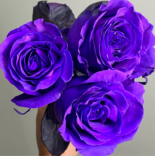 Tinted Purple Roses | TR The Flower Depot