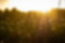 Sunset light glowing off long grass, rural picture.jpg