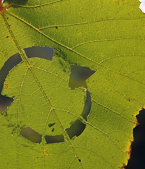 Circular system symbol on a green vine leaf. Recycling, sync and sustainability sign for s