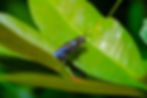 Close-up of Black soldier Fly with another one behind it - MEET THE FLY THAT COULD HELP SA
