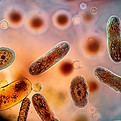 Protozoa seen under a microscope. high resolution image..jpg
