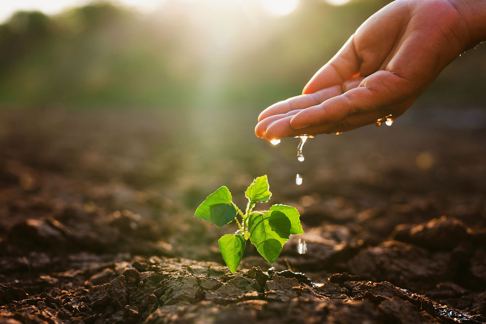 hand is pouring water on a small plant. Concept of nurturing and care for the plant, as th