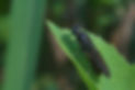 black soldier fly perched on the leaf .jpg