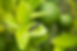 Hermetia illucens or black soldier fly perched on a leaf.jpg