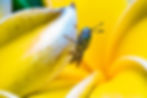 Close-up face of a Black soldier Fly hanging on Bright yellow flowers - MEET THE FLY THAT