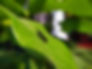 The macro photography of black soldier fly looking for food on the leaf..jpg