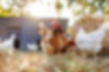 Group of chickens on a farm yard chicken eco farm, free range chickens and care of poultry