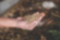Hand holding worms or Black soldier fly larvae worms. Concept of biodegradable, decomposit