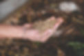 Hand holding worms or Black soldier fly larvae worms. Concept of biodegradable, decomposit