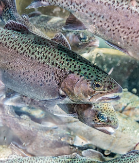 Close up of trout fish in an artificial pond.Breeding of trout for food industry.Masukiye,