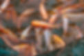 A group of red tilapia fish (Oreochromis niloticus) swimming in a murky aquaculture pond,