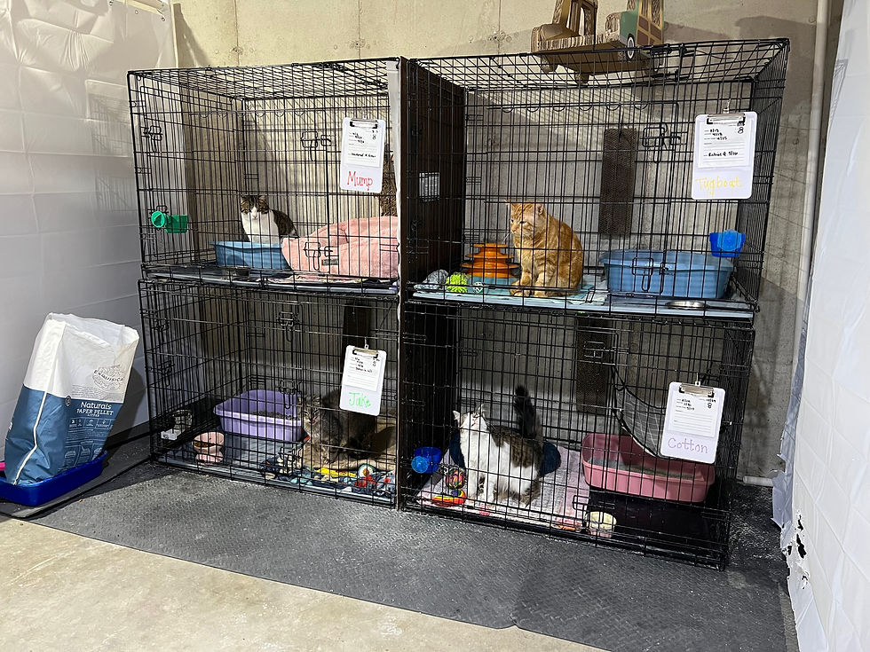 Adoption Kennels
