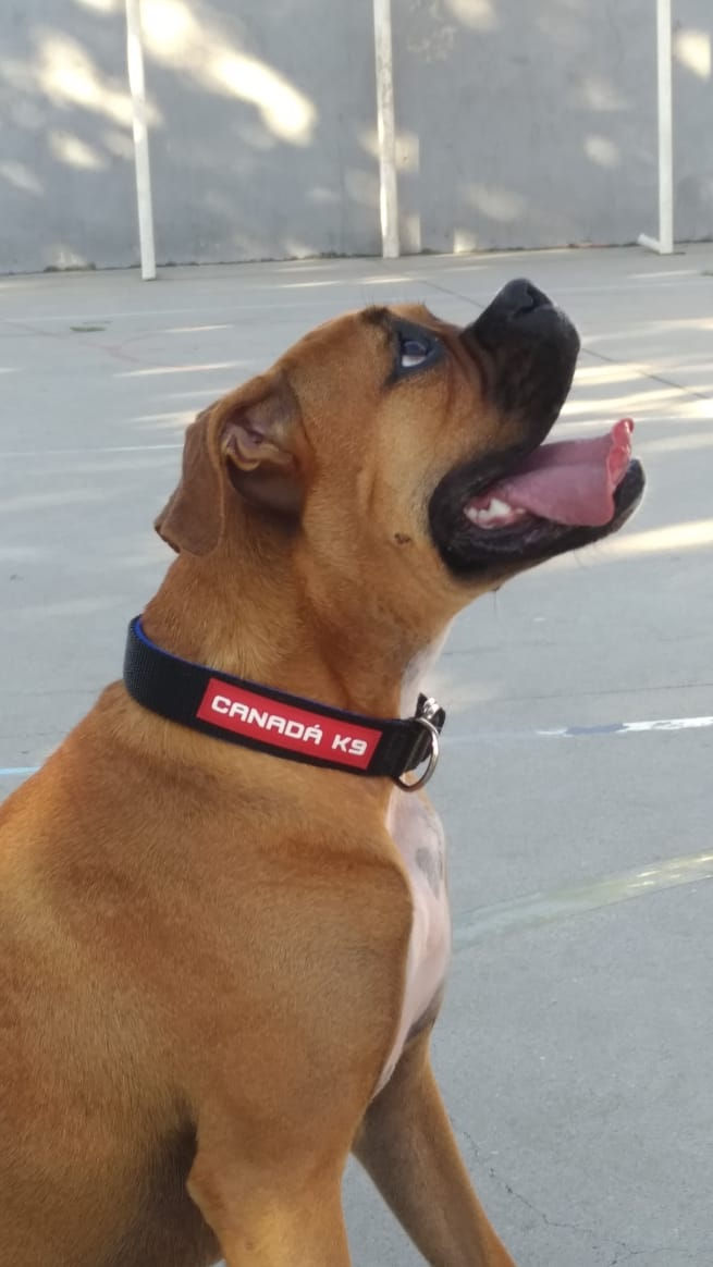 Miniatura: Coleira 35mm P e M