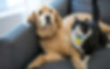 Dog&Cat.jpg
