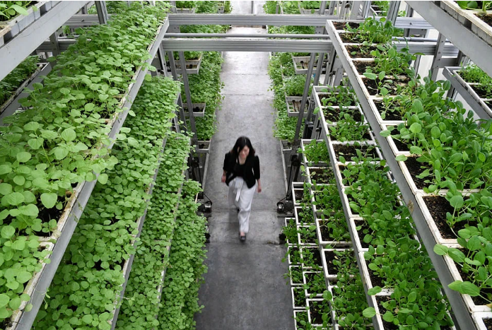 Hero-in-Waiting: Vertical Farming in Singapore