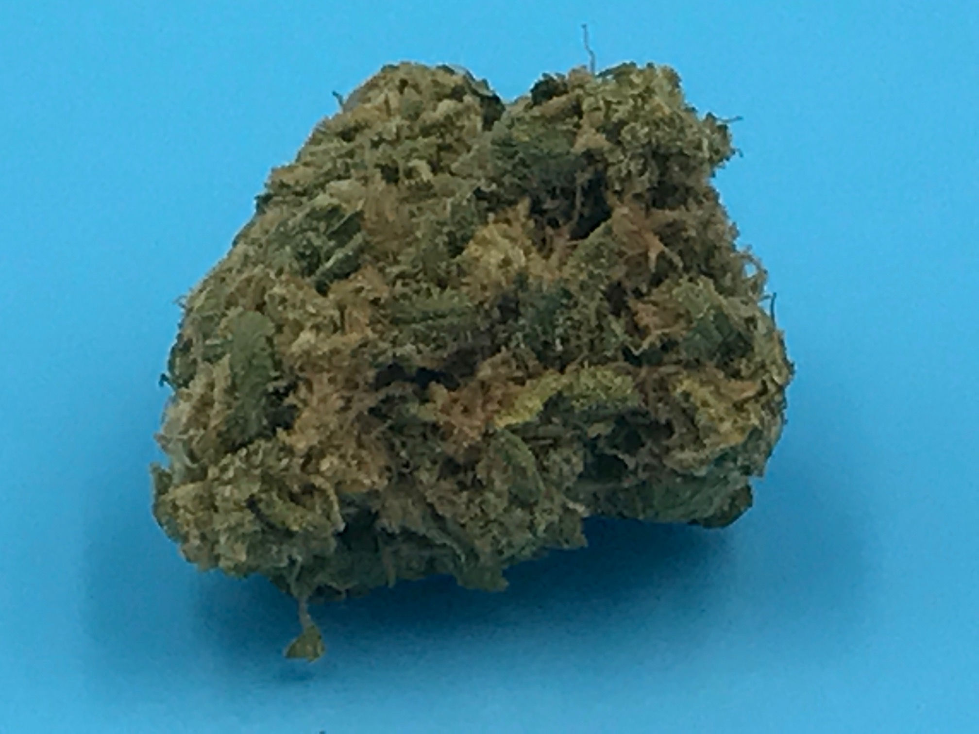 Purple Ship Wreck Indica