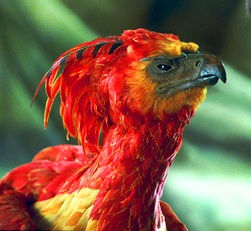 Grauf O'Brien Lawyers Illegal Phoenixing Activity, Phoenix Activity, Pre-packaged Insolvency