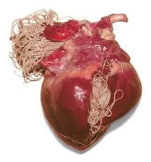 Heartworm.jpeg