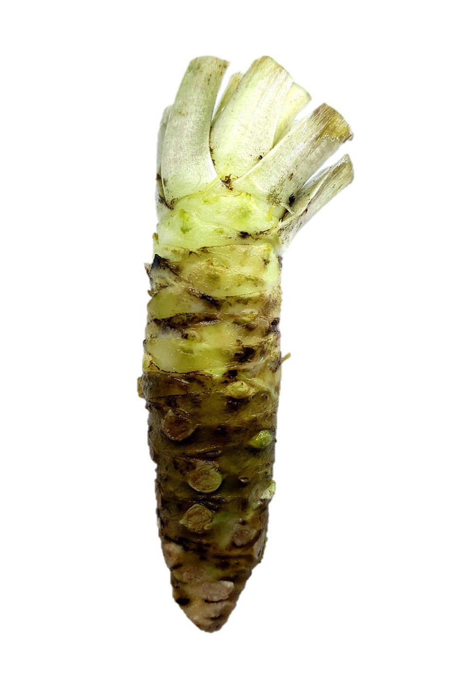 Wasabi - 100~115 g