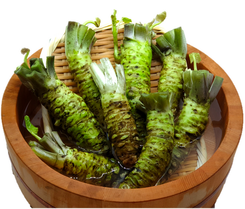 Wasabi - 1.5 kg | ISSé JAPAN