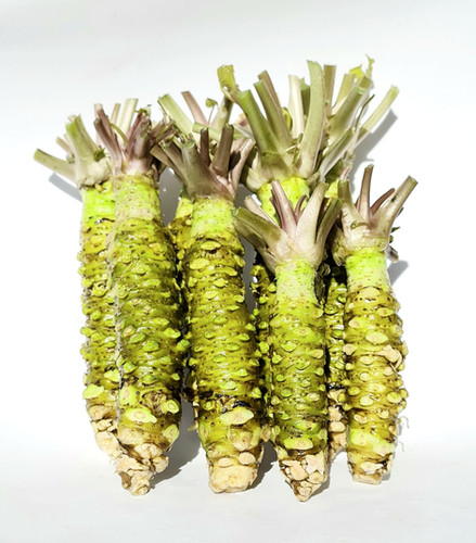 Wasabi 1kg | ISSé JAPAN