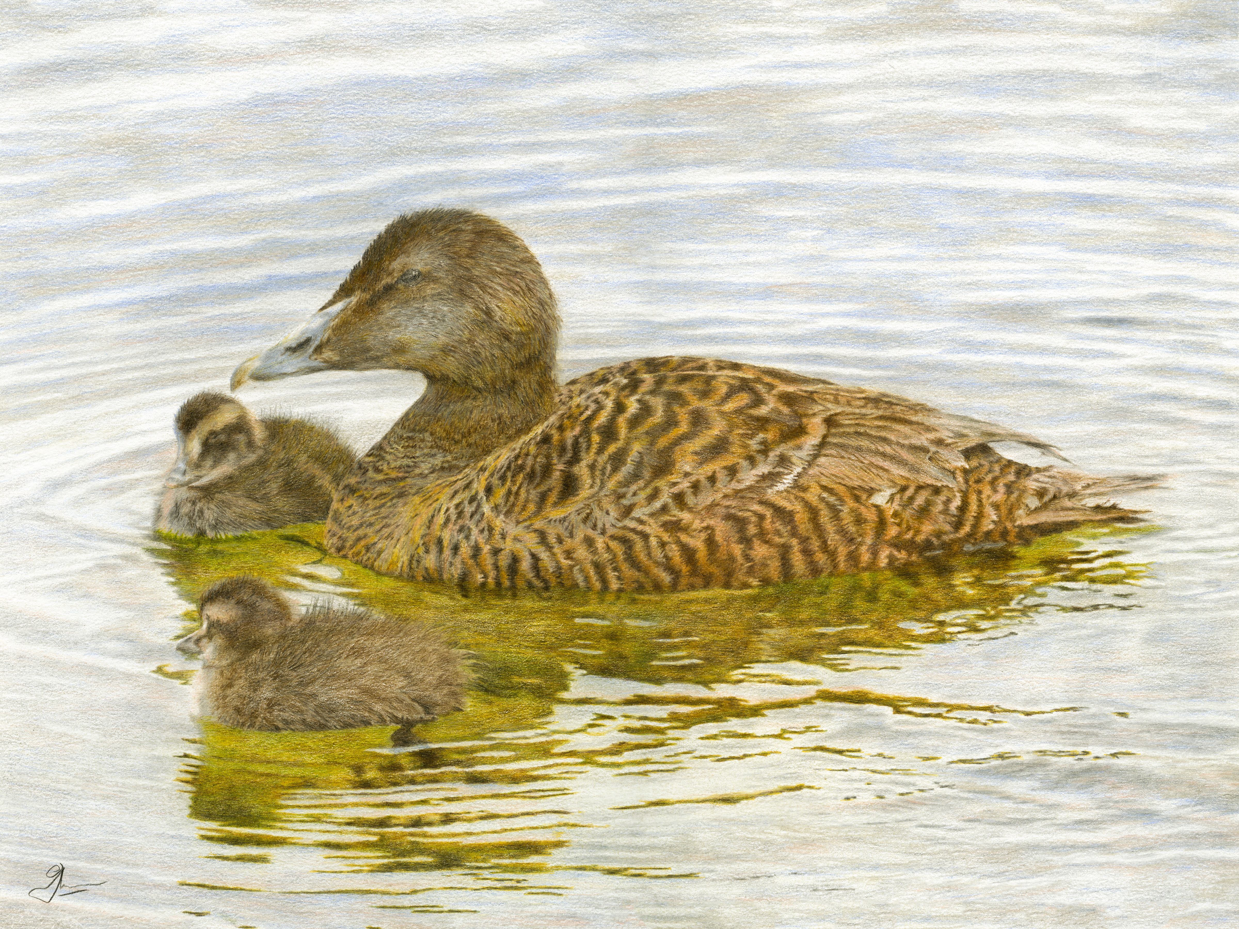 Eider Duck & Ducklings: