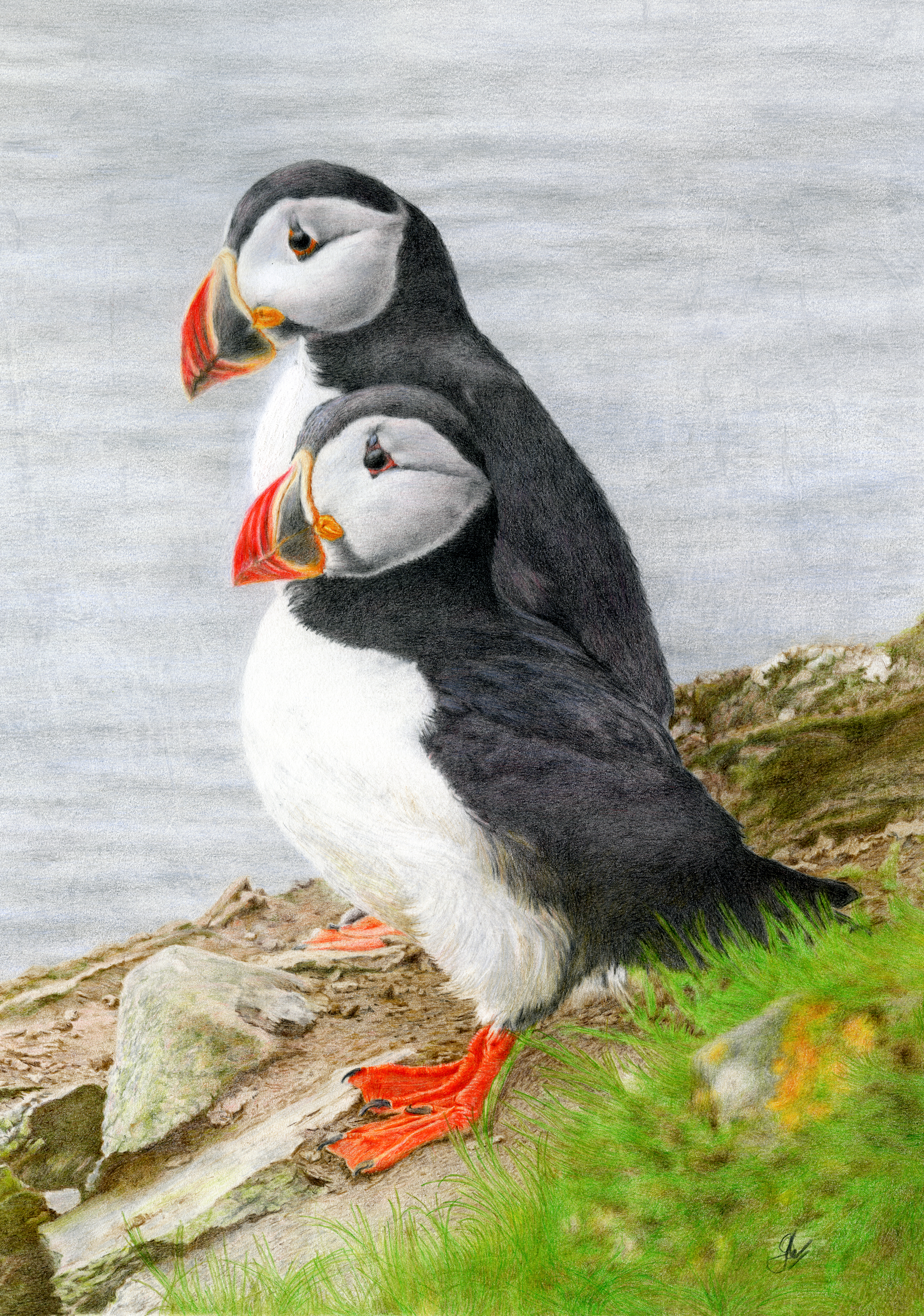 Shetland Puffins: (Tammie Norries)