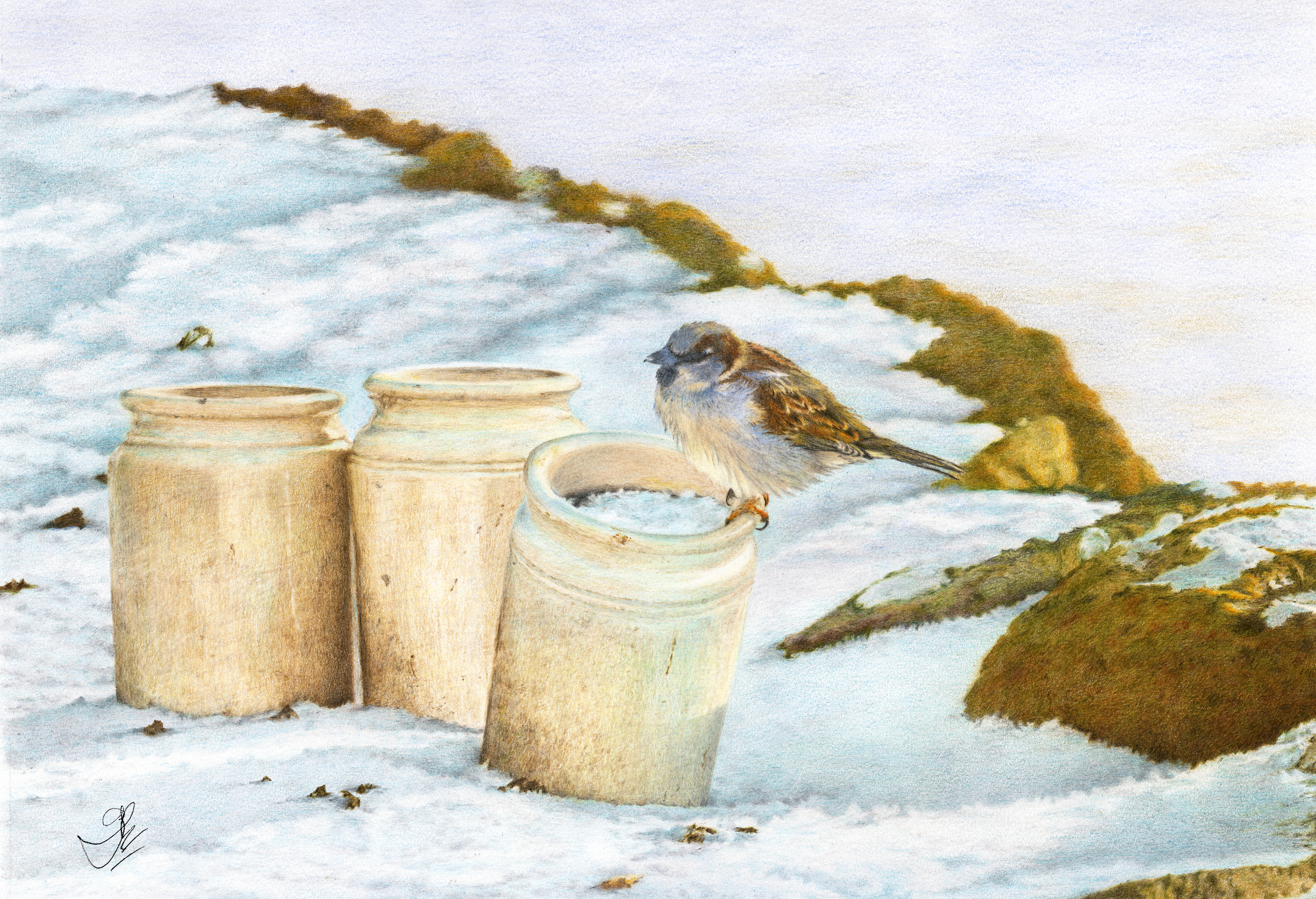 House Sparrow: