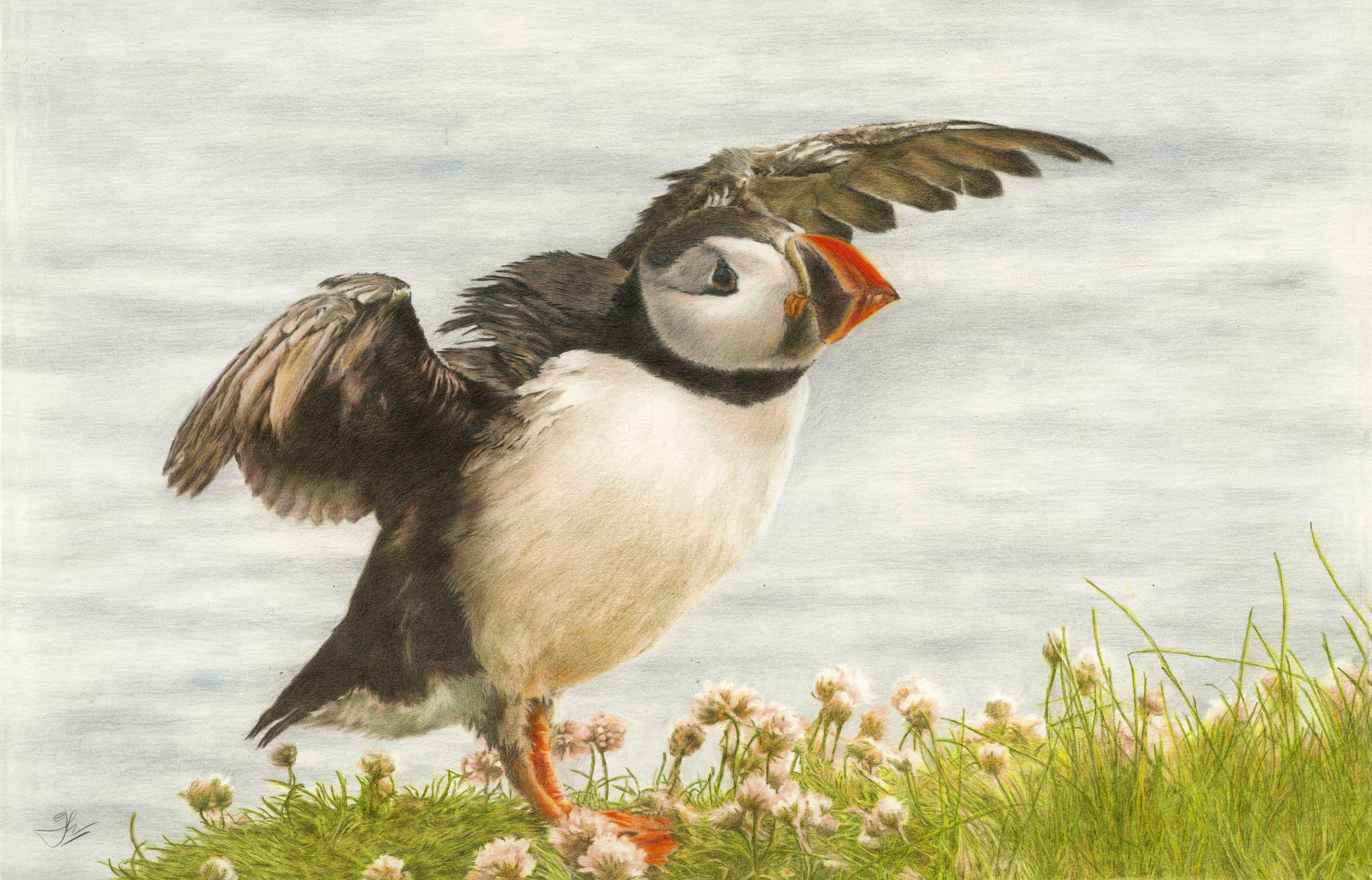 Puffin Taking Flight: