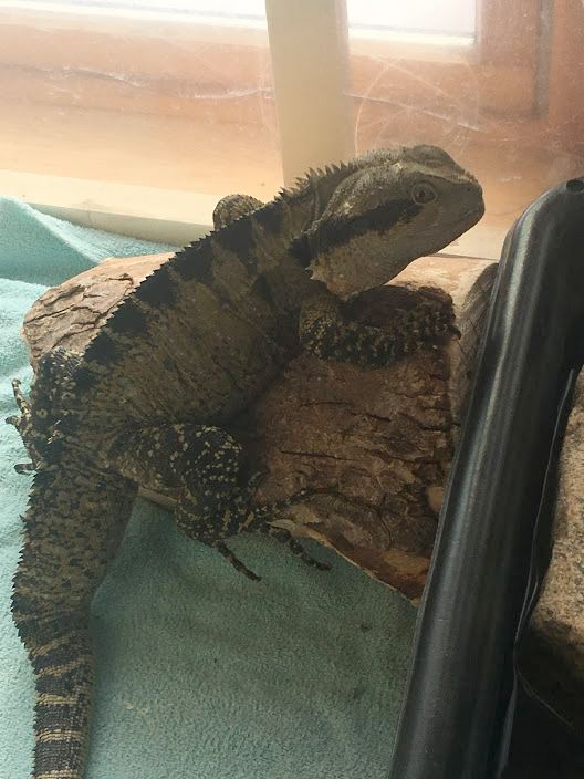 Ganat the Eastern Water Dragon