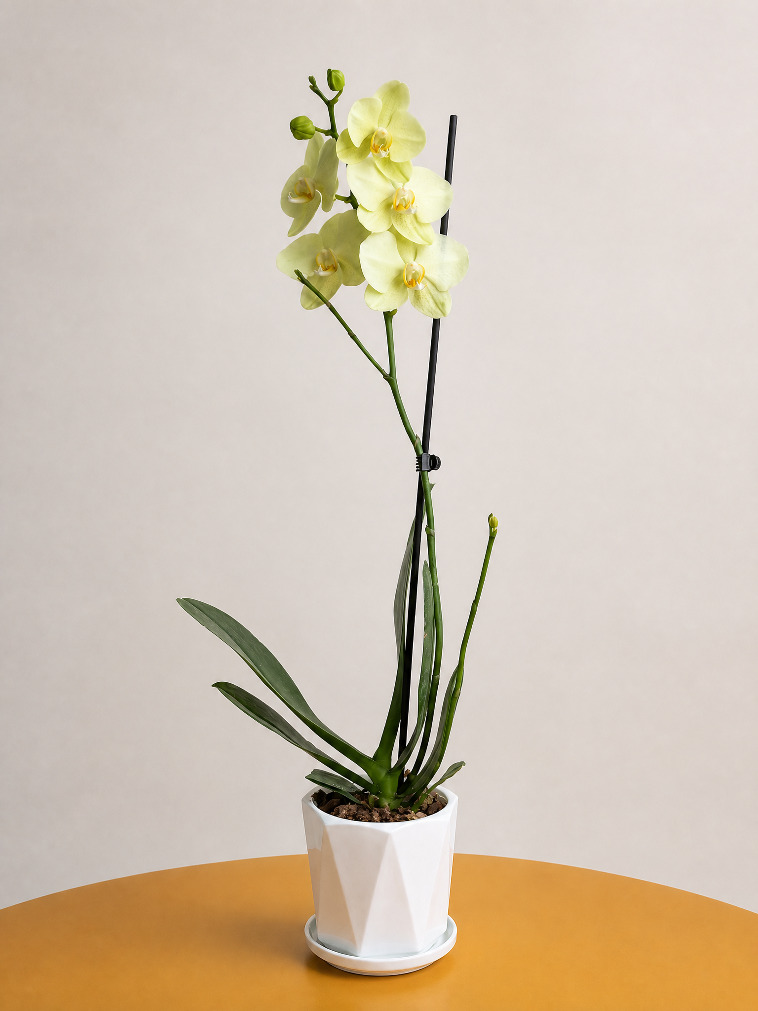 Orquídea Phalaenopsis Amarilla