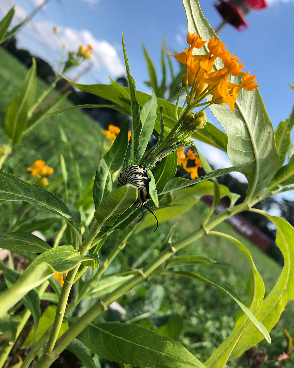Monarch butterfly caterpillar on Milkweed in the Logan Triangle garden.