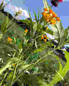 Monarch butterfly caterpillar on Milkweed in the Logan Triangle garden.