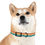 Thumbnail: Nature Pup Dog Collar