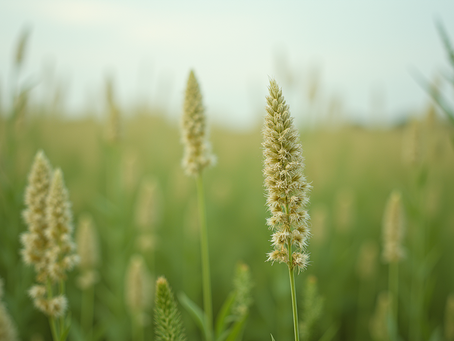 The Benefits of Mugwort and Lucid Dreaming